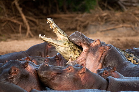 hipopótamo y cocodrilo, animales, hipopótamos, cocodrilos, reptiles, naturaleza, morder, rama, Fondo de pantalla HD HD wallpaper