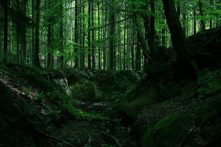 hutan, pohon, alam, akar, Wallpaper HD