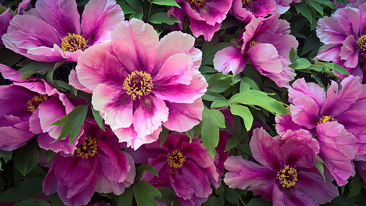 fiori rosa, pianta, peonia rosa, peonia, fiore del giardino, Sfondo HD