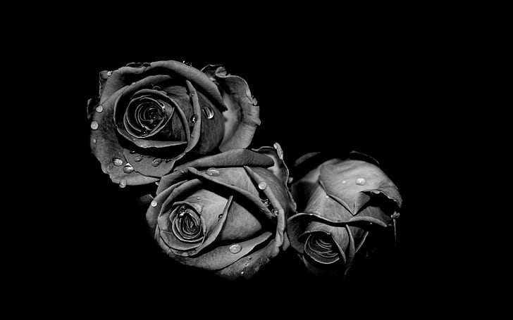 Beautiful Darkness, photography, black, nature, flower, pretty, white, rose, 3d and abstract, HD wallpaper