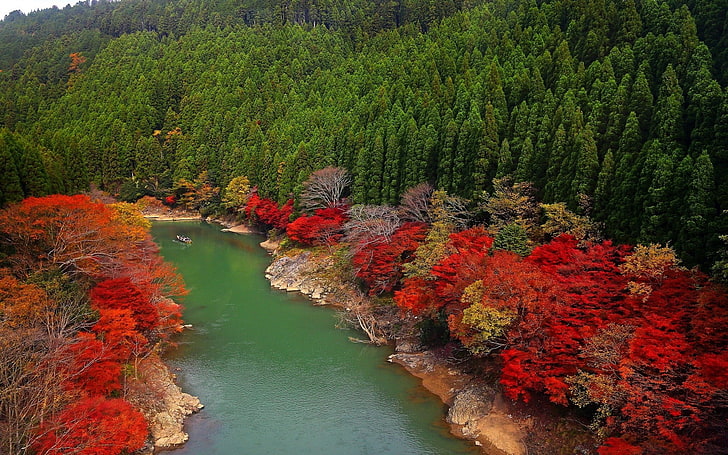 red petaled flowers, fall, river, forest, Japan, red, green, leaves, trees, colorful, nature, landscape, hills, boat, HD wallpaper