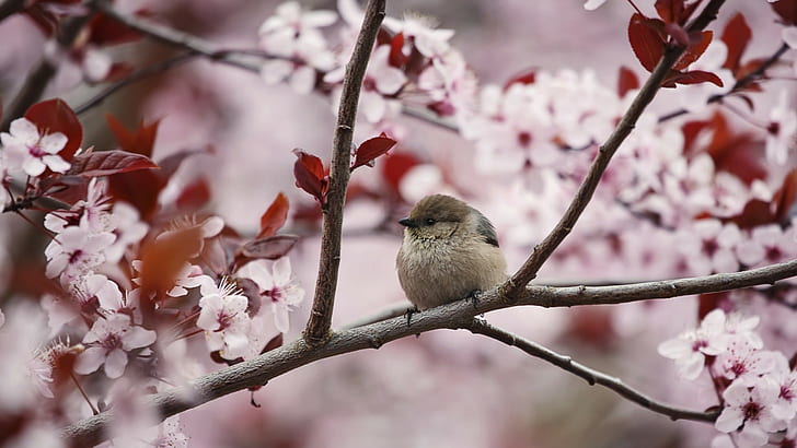 photography, birds, cherry blossom, animals, plants, branch, HD wallpaper