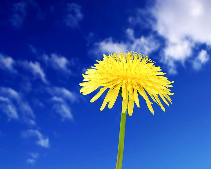Kwiat w błękitne niebo, niebieski, kwiat, Tapety HD