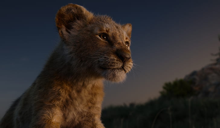 Filme, O Rei Leão (2019), Simba, HD papel de parede