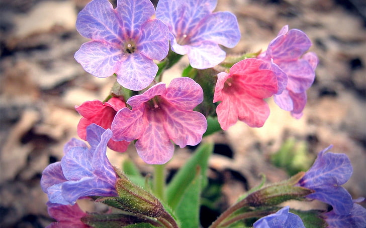 กลีบดอกสีชมพูและสีม่วงดอกไม้ช่อดอกไม้ที่มีสีสันสดใส, วอลล์เปเปอร์ HD