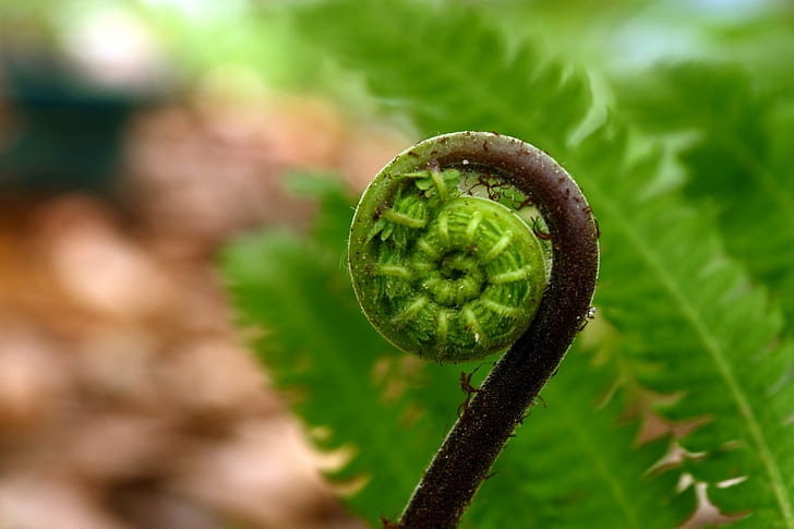 close up shot of fern plant, IMG, Geometry, close up shot, plant, Fibonacci Spiral, Wood Fern, nature, macro, leaf, close-up, green Color, HD wallpaper