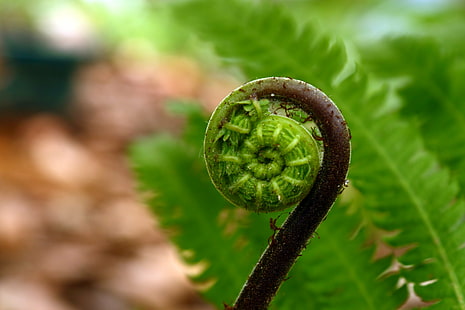 close up shot of fern plant, IMG, Geometry, close up shot, plant, Fibonacci Spiral, Wood Fern, nature, macro, leaf, close-up, green Color, HD wallpaper HD wallpaper
