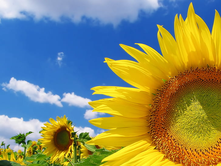 Wysokiej jakości słonecznik HD, pole słoneczników, kwiaty, słonecznik, wysoka, jakość, Tapety HD