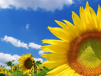 Wysokiej jakości słonecznik HD, pole słoneczników, kwiaty, słonecznik, wysoka, jakość, Tapety HD HD wallpaper
