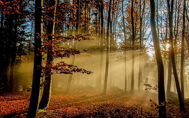 природа, пейзаж, слънчеви лъчи, гора, есен, листа, мъгла, слънчева светлина, дървета, сутрин, HD тапет