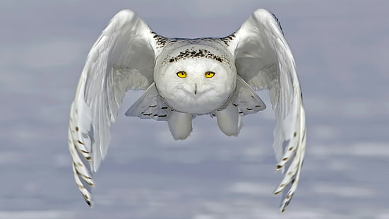 owl, bubo scandiacus, snowy owl, fly, bird of prey, bird, snow, wildlife, wing, HD wallpaper HD wallpaper