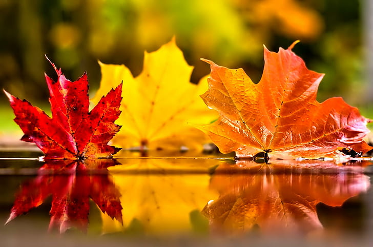 Novembro, três folhas de bordo vermelho, amarelo e marrom, árvore, folhas, linda, espelhada, folhagem, brilho, bonita, dourado, brilho, outono, adorável, caindo, novembro, bom, HD papel de parede