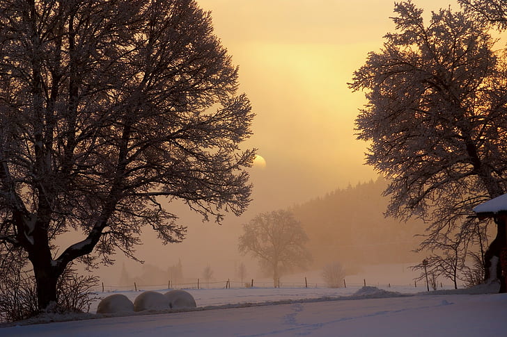 รุ่งอรุณ, ฤดูหนาว, ดวงอาทิตย์, ท้องฟ้า, ประกายแสง, ตอนเช้า, ต้นไม้, หิมะ, หมอก, น้ำค้างแข็ง, ลาน, วอลล์เปเปอร์ HD