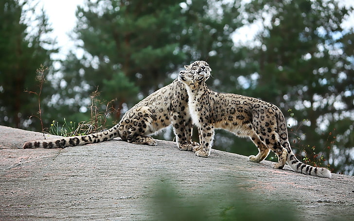 dos leopardos marrones, leopardos de las nieves, grandes felinos, depredadores, juguetones, piedras, Fondo de pantalla HD