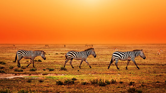 стадо, оранжев залез, залез, национален парк Серенгети, Танзания, трева, прерия, миграция на животни, миграция, небе, дива природа, степ, национален парк, сафари, равнина, зебра, савана, Серенгети, пасище, HD тапет HD wallpaper