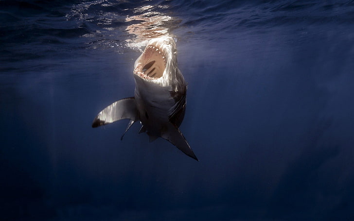gran tiburón blanco gris, tiburón, mar, debajo del agua, dientes, Fondo de pantalla HD