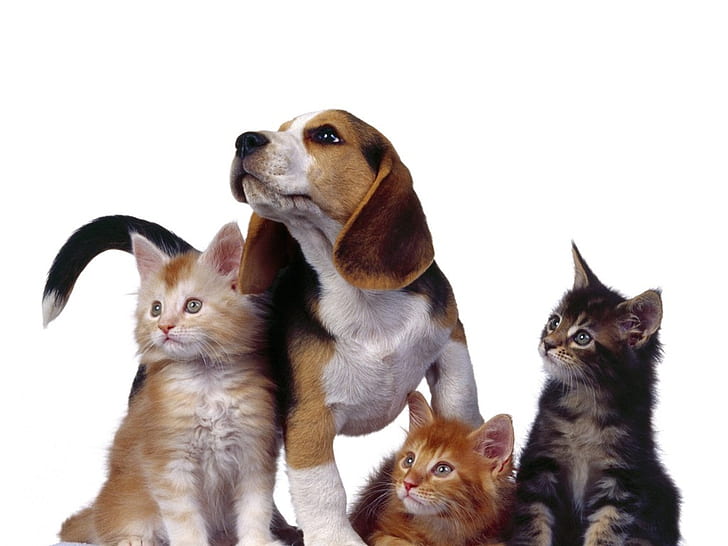 Gatti beagle Ritratto di famiglia Animali Gatti Arte HD, cane, gatti, Beagle, zenzero, gatto soriano, Sfondo HD