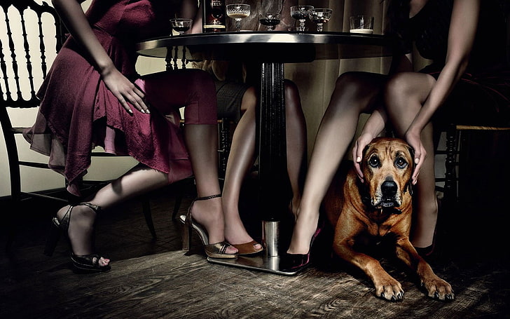 възрастен кафяв дог, хумор, куче, жени, маса, крака, рокля, високи токчета, чаша за пиене, HD тапет