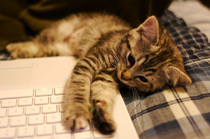 gato malhado marrom deitado perto do laptop branco, fato, gatinho, MacBook, gato malhado marrom, branco, gato, gatinho, adorável, bonito, doméstico Gato doméstico, animais de estimação, animal Animais domésticos, felino, mamífero, peles, HD papel de parede