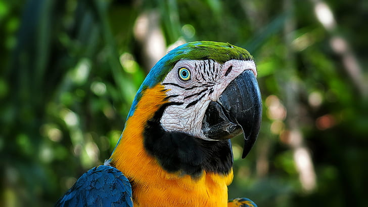 Blue Macaw bird closeup photogrpahy, Perception, Illusion, Blue, Macaw, bird, closeup, Photography, Canon PowerShot, G15, Parrot, Papagayo, animal, nature, beak, wildlife, multi Colored, tropical Climate, pets, feather, yellow, gold And Blue Macaw, tropical Rainforest, HD wallpaper