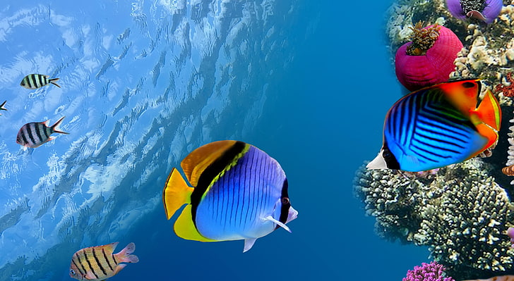 ikan biru dan merah, di bawah air, karang, ikan, laut, samudera, Wallpaper HD