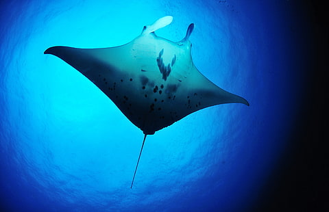 fish underwater manta ray rays Animals Fish HD Art , FISH, underwater, rays, manta ray, HD wallpaper HD wallpaper
