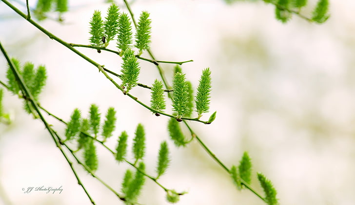 Pflanzen, Zweig, HD-Hintergrundbild