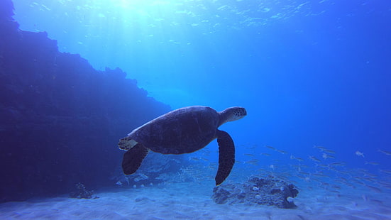 sköldpadda, havssköldpadda, grön havssköldpadda, oahu, hawaii, elektrisk strand, kahe point beach, under vattnet, blått vatten, HD tapet HD wallpaper
