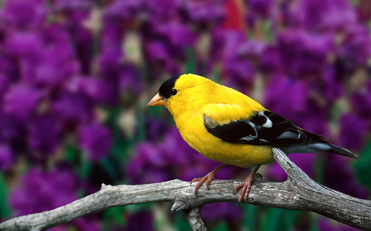 american, goldfinch, male, HD wallpaper