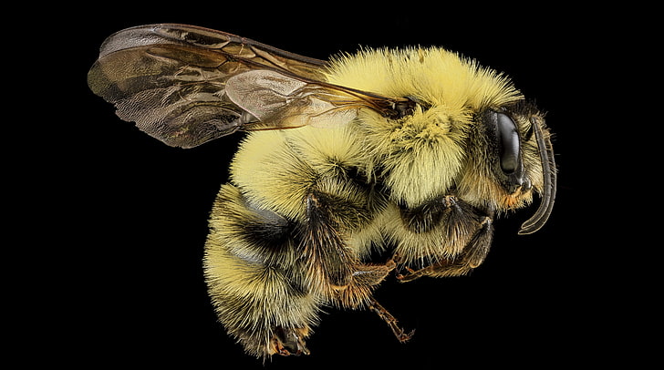 Twospotted Bumblebee - Bombus Bimaculatus -..., Aero, Macro, Animal, Insect, Virginia, Bumblebee, Bees, aculeata, anthophila, apoidea, arthropod, arthropoda, arthropods, bugs, hymenoptera, stackshot, usgs, zerenestacker, apidae, apinae, bombini, bombus, bombusbimaculatus, bumblebees, pollinator, wolftrap, wolftrapnationalpark, HD wallpaper