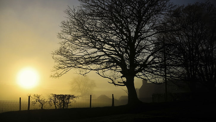 Natur, Bäume, Nebel, Winter, Morgen, HD-Hintergrundbild