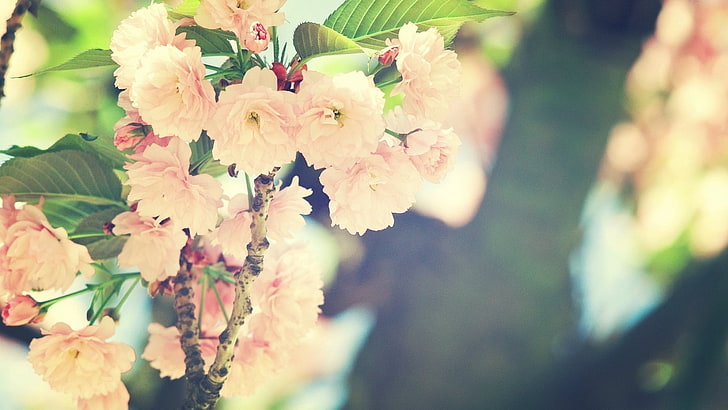 alam, bunga, bunga, cabang, musim panas, Wallpaper HD