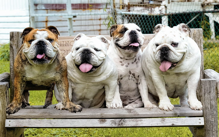 Bulldogs Hewan, Bulldog, Anjing, latar belakang, Wallpaper HD