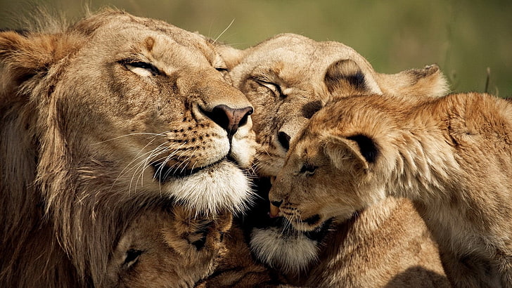 лъв, лъвица и малките, лъв, малки, грижовни, нежни, сладки, HD тапет