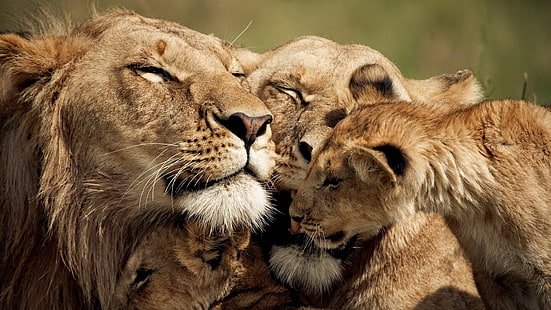 lion, lioness and cub, lion, cub, caring, tender, sweet, HD wallpaper HD wallpaper