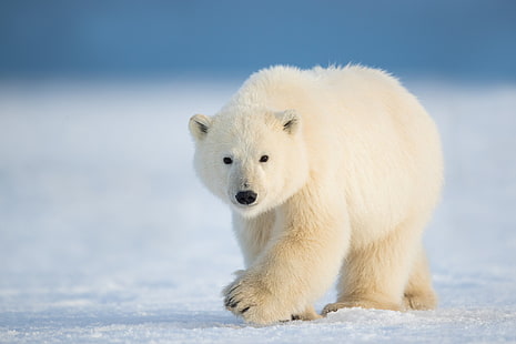 winter, snow, nature, polar bear, HD wallpaper HD wallpaper