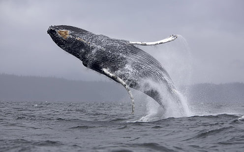 animali, balena, mare, mammiferi, fauna selvatica, Sfondo HD HD wallpaper