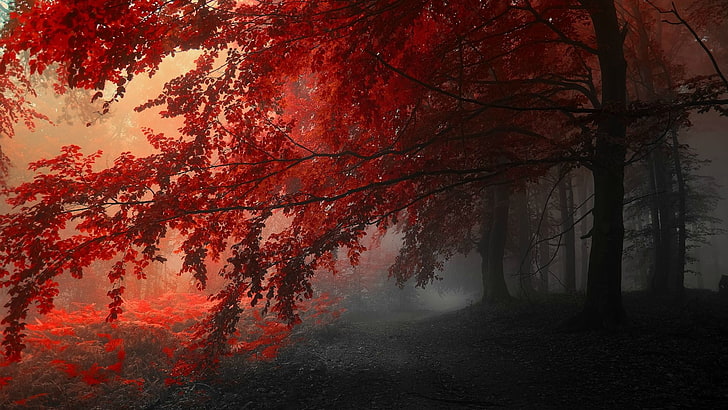 red trees, forest, red, trees, HD wallpaper