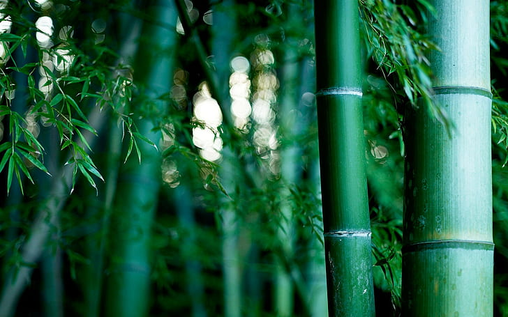 Forêt de bambous, bokeh, vert, nature, forêt de bambous, bokeh, vert, Fond d'écran HD