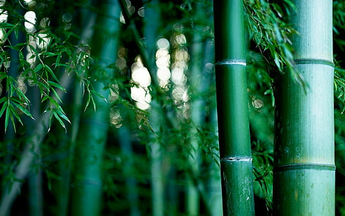 Bosque de bambú, Bokeh, verde, naturaleza, bosque de bambú, bokeh, verde, Fondo de pantalla HD HD wallpaper