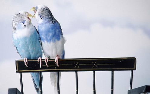 ptaki, papużki faliste, papugi, Tapety HD HD wallpaper