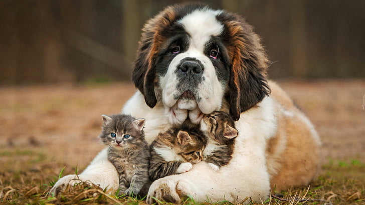 hund, katzen, niedlichbernard, heiliger bernard, HD-Hintergrundbild