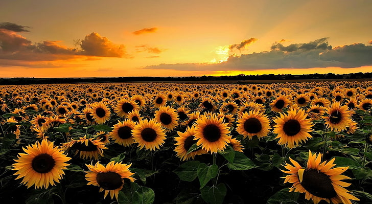 Bunga matahari, bidang bunga matahari, Alam, Lansekap, Musim panas, Bunga matahari, bidang, Wallpaper HD