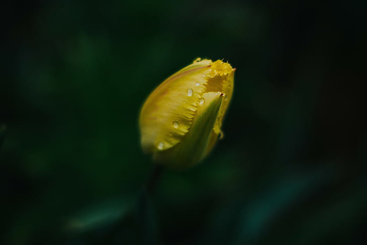 tulipanes, herbario, amarillo, primavera, verde, Fondo de pantalla HD