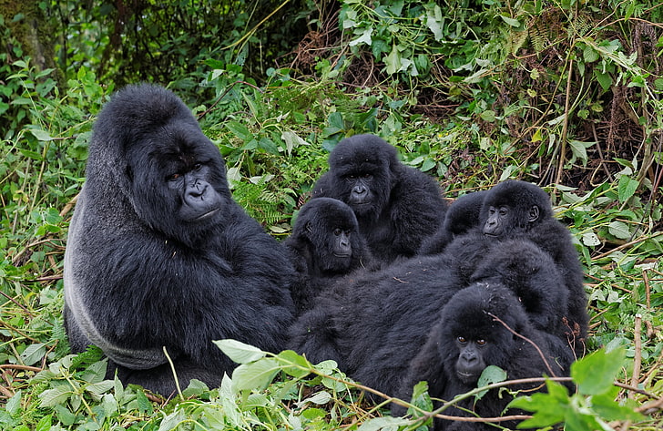 Zweige, Familie, Gorilla, Affe, der Primat der Jungen, HD-Hintergrundbild