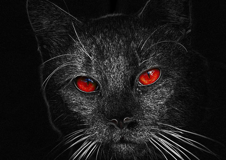 ilustración de gato negro, Boo, gato negro, ilustración, photoshop, gato doméstico, mascotas, animal, felino, color negro, lindo, mirando, animal Ojo, Fondo de pantalla HD