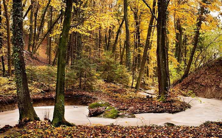 緑の葉の木、木々の間の水域、自然、風景、木、川、森、秋、 HDデスクトップの壁紙
