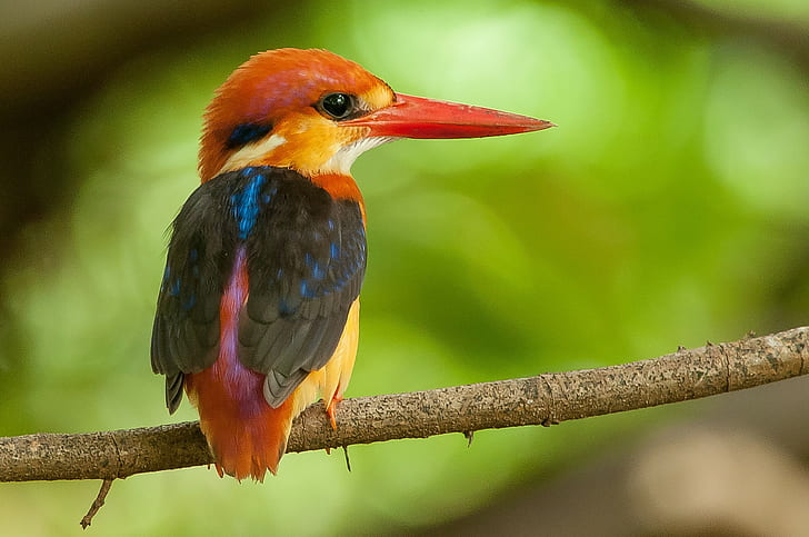 Martim-pescador no ramo, pássaro de tamanho pequeno vermelho e preto e amarelo bico longo, Martim-pescador, ramo, bico, penas, pássaro, HD papel de parede