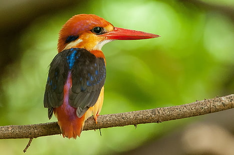 Kingfisher dalı, kırmızı ve siyah ve sarı uzun gagası küçük boyutlu kuş, yalıçapkını, şube, gaga, tüyler, kuş, HD masaüstü duvar kağıdı HD wallpaper