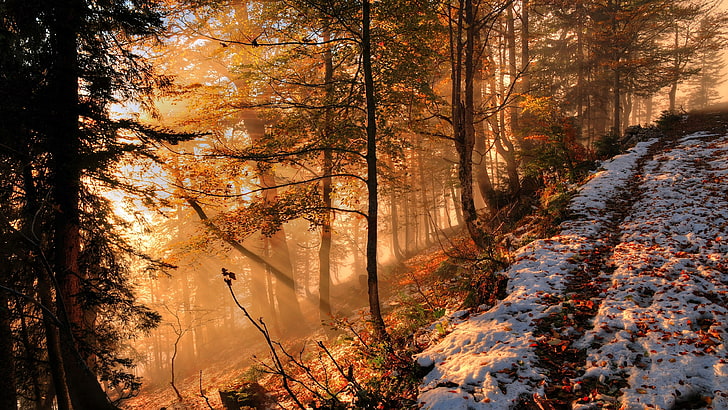 ранний снег, лес, солнечный свет, лесистая местность, склон холма, осень, HD обои